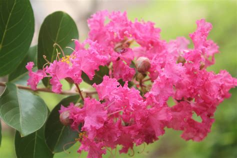 紫薇花風水|紫薇花风水上的说法